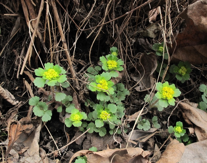 Image of Chrysosplenium pilosum specimen.