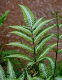 Pteris argyraea