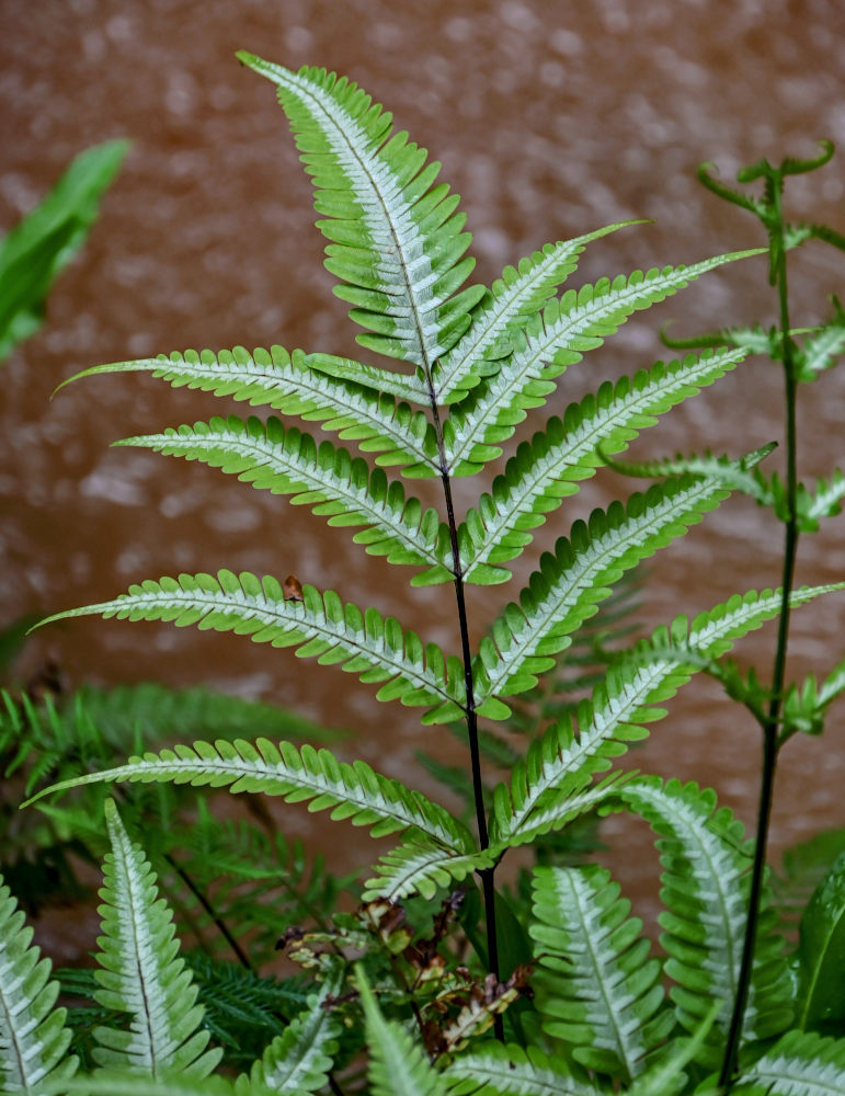 Изображение особи Pteris argyraea.