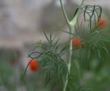 неопознанный вид. Часть побега. Турция, ил Ван, крепость Хошаб, ок. стены. 23 мая 2025 г.