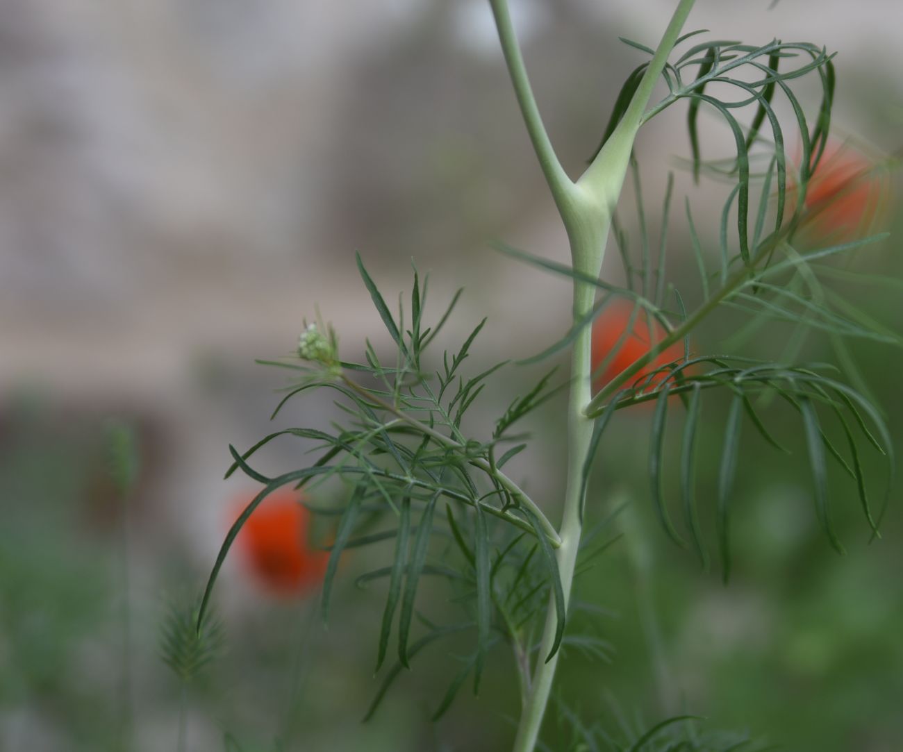 Изображение особи Неопознанный вид.