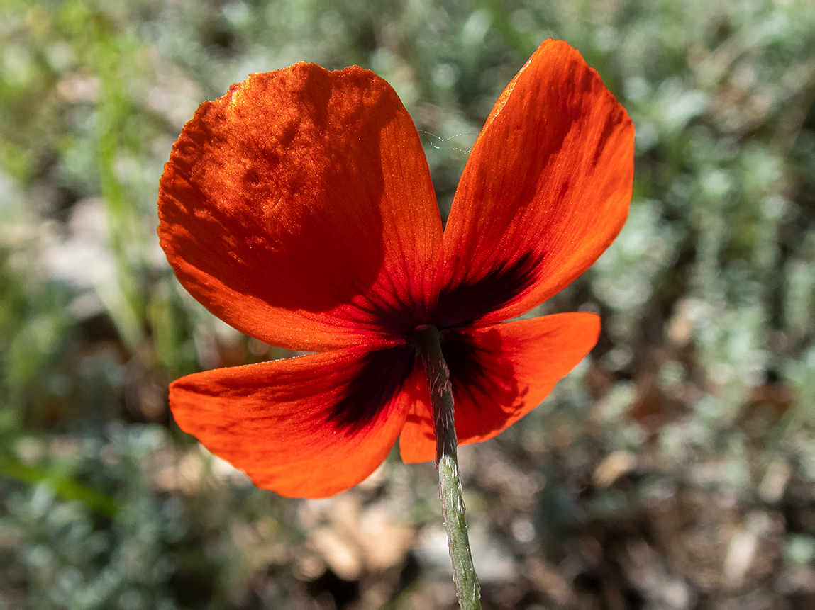 Image of Papaver laevigatum specimen.