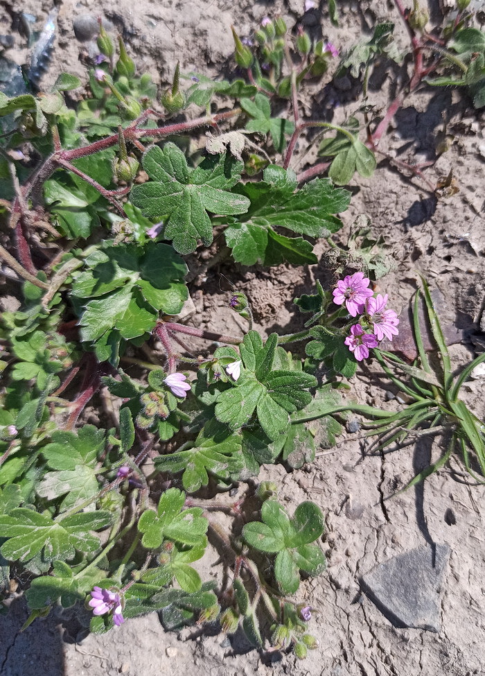 Изображение особи Geranium divaricatum.