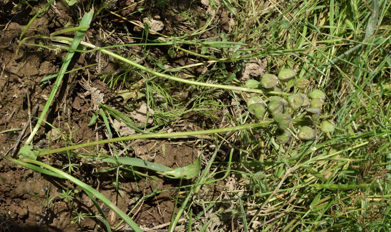 Изображение особи Bellevalia turkestanica.