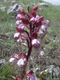 Himantoglossum comperianum. Соцветие. Крым, Байдарская долина, окр. с. Тыловое. 20.05.2010.