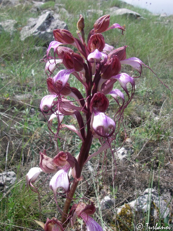 Image of Himantoglossum comperianum specimen.