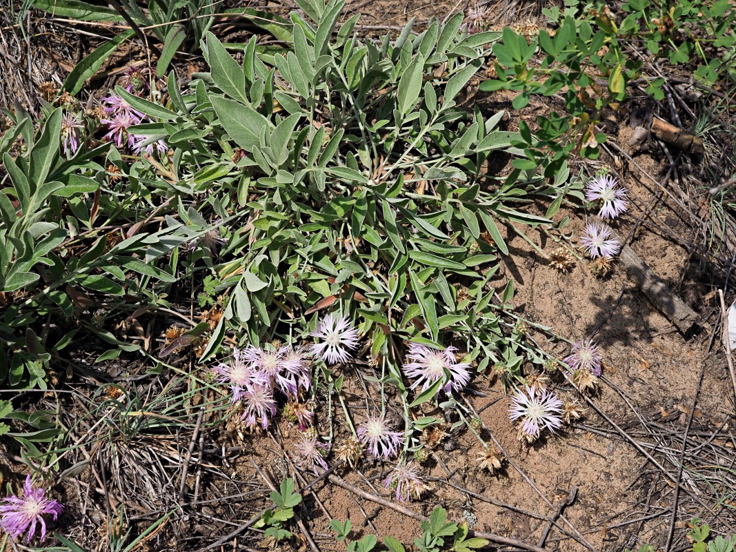 Изображение особи Psephellus sumensis.