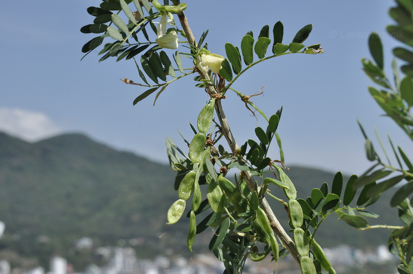 Image of familia Fabaceae specimen.