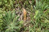 Orobanche lutea. Молодое растение. Грузия, край Самцхе-Джавахети, край Эрушетского нагорья (800 м до заброшенного селения Зеда-Тмогви), выс. 1800 м н.у.м., горная степь. 29 мая 2025 г.