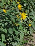 Helianthus tuberosus