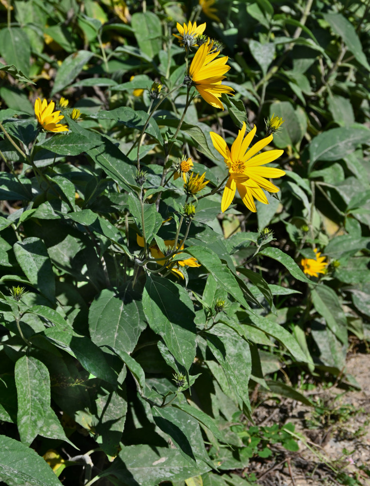 Image of Helianthus tuberosus specimen.