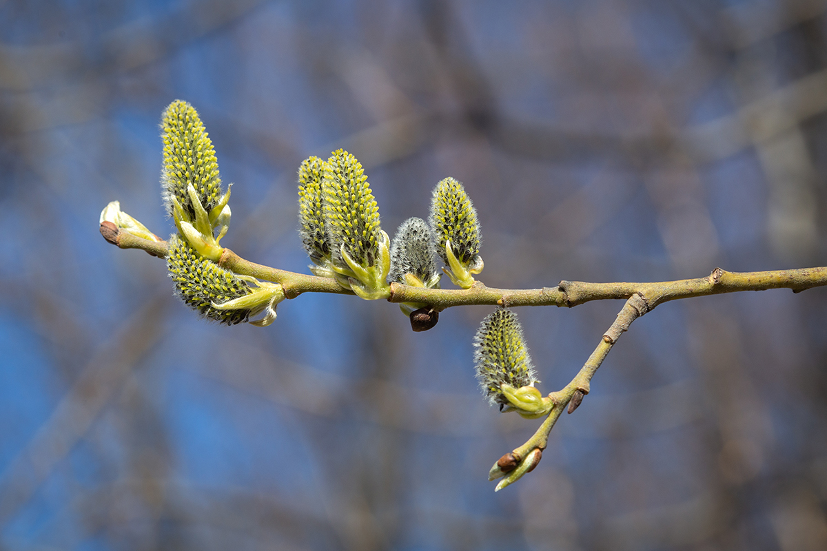 Image of genus Salix specimen.
