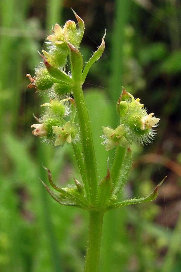Image of Galium vaillantii specimen.