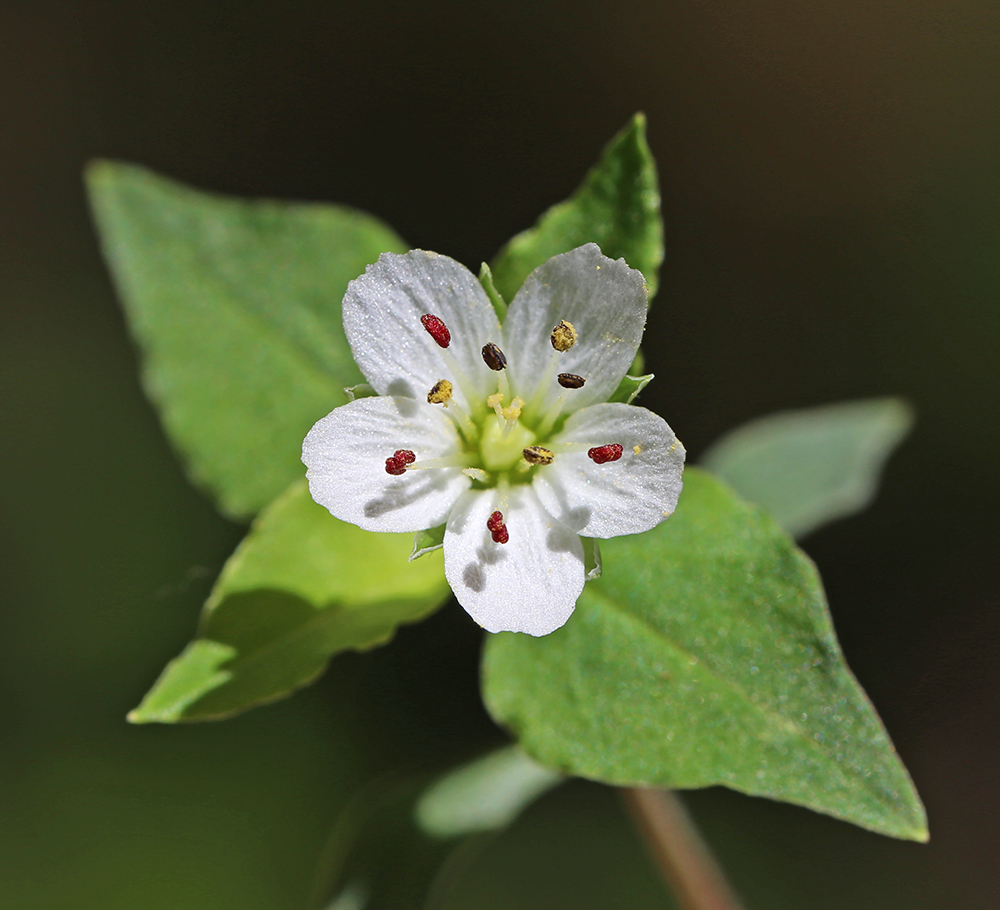 Image of Pseudostellaria heterophylla specimen.
