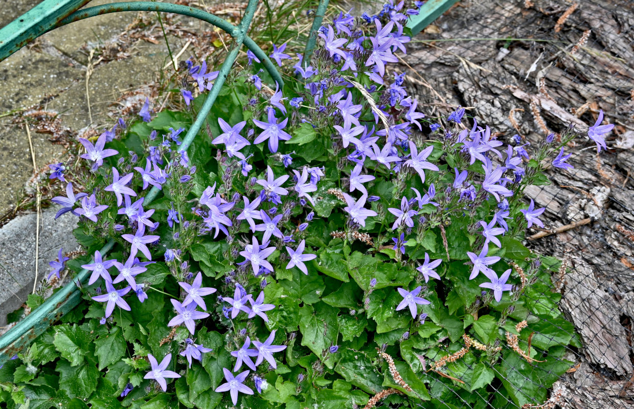 Изображение особи Campanula garganica.