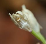 Cephalanthera longibracteata