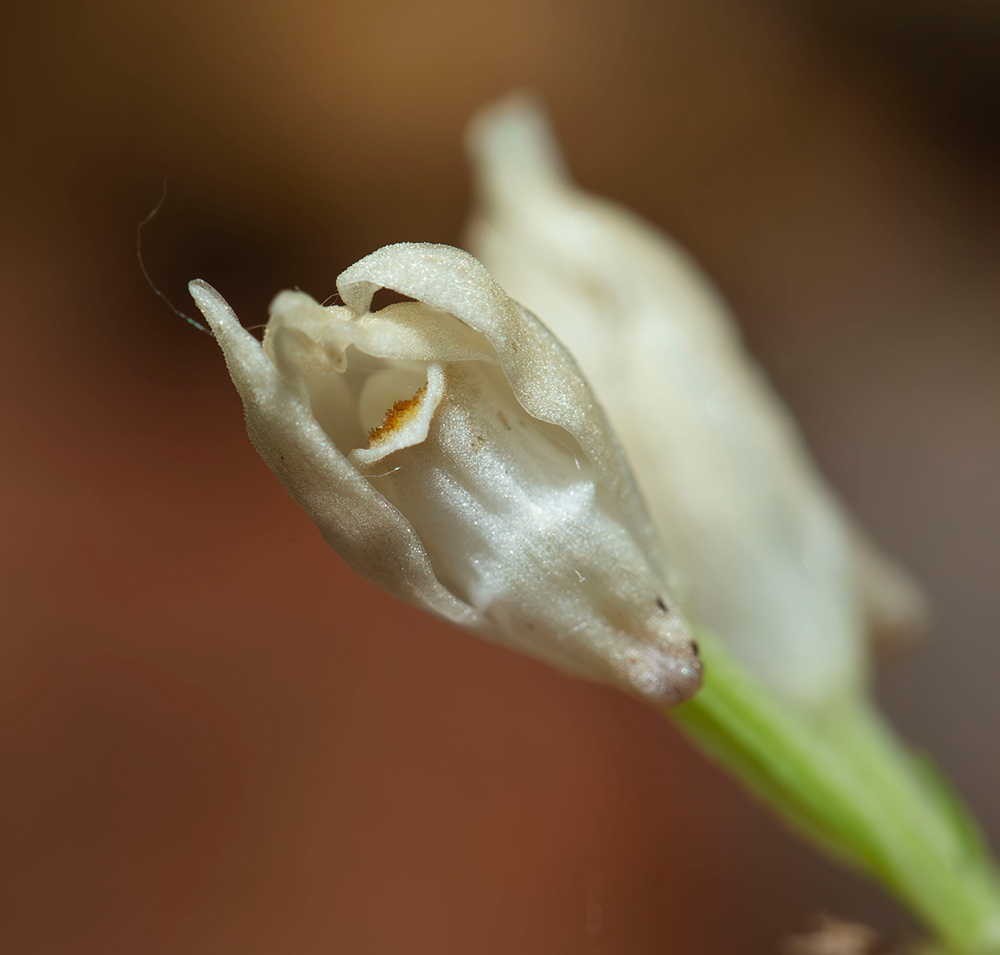 Изображение особи Cephalanthera longibracteata.