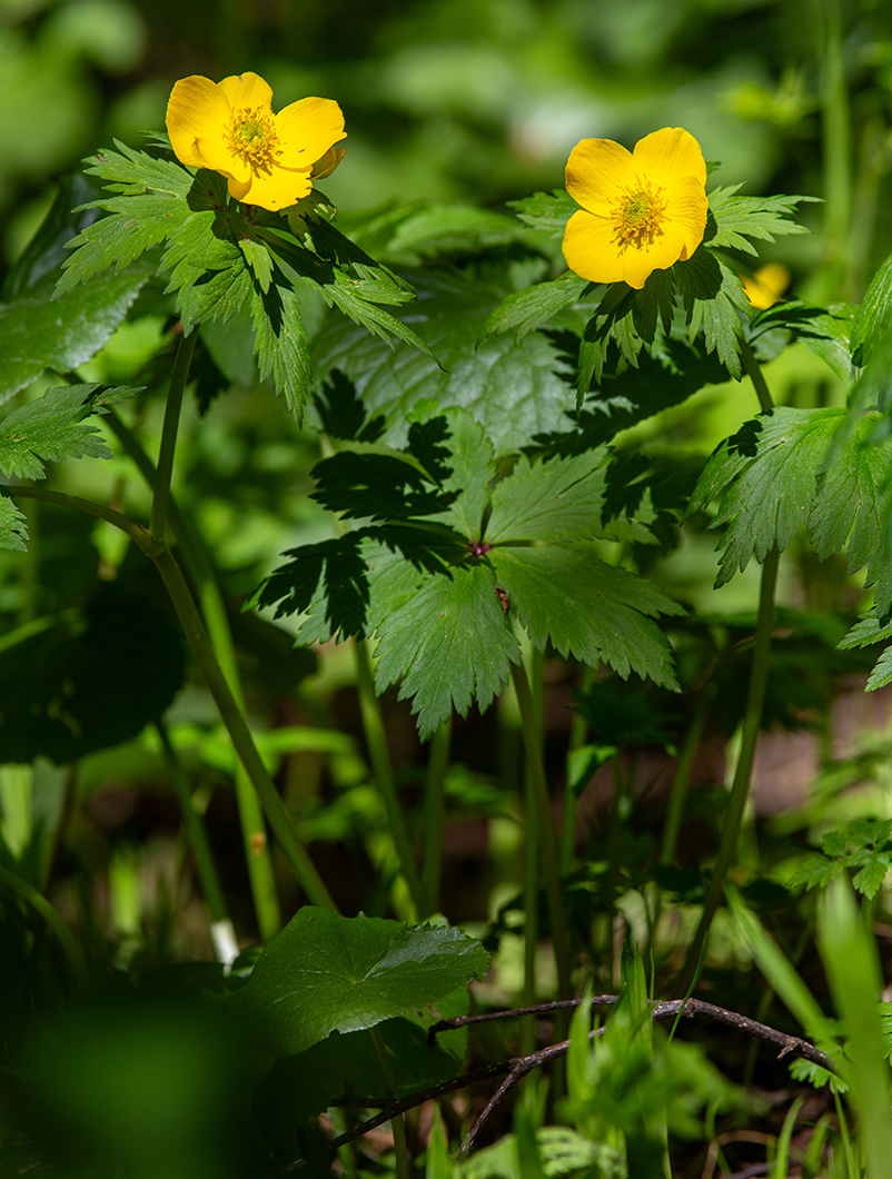 Image of Trollius riederianus specimen.