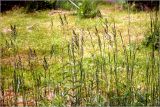 семейство Poaceae. Верхушки цветущих растений. Московская обл., Раменский р-н, окр. дер. Хрипань, садовый участок. 06.06.2026.