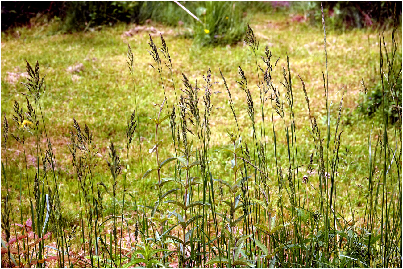 Изображение особи семейство Poaceae.