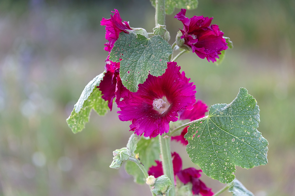 Image of Alcea rosea specimen.