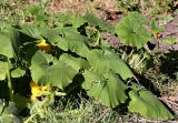 genus Cucurbita. Цветущее и плодоносящее растение. Республика Дагестан, Ахтынский р-н,. с.Ахты. Садовый участок. 09.08.2026.