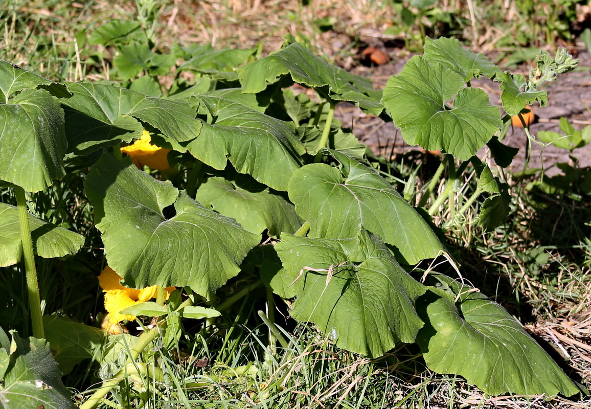 Image of genus Cucurbita specimen.