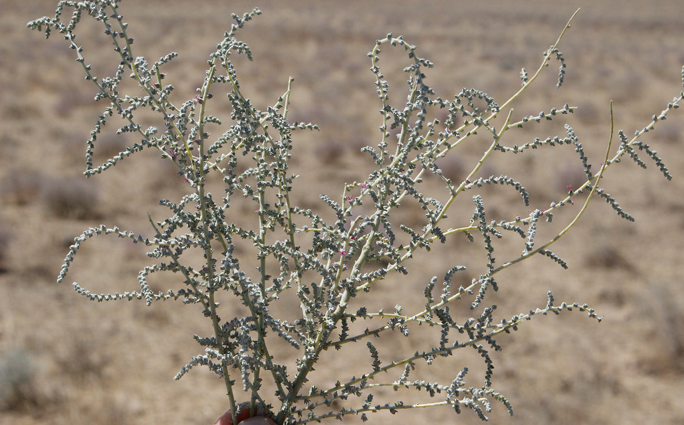 Image of Unknown species specimen.