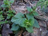 Lamium maculatum