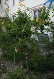 Kerria japonica variety pleniflora. Цветущее растение. Краснодарский край, г. Горячий Ключ, палисадник. 16.08.2026.