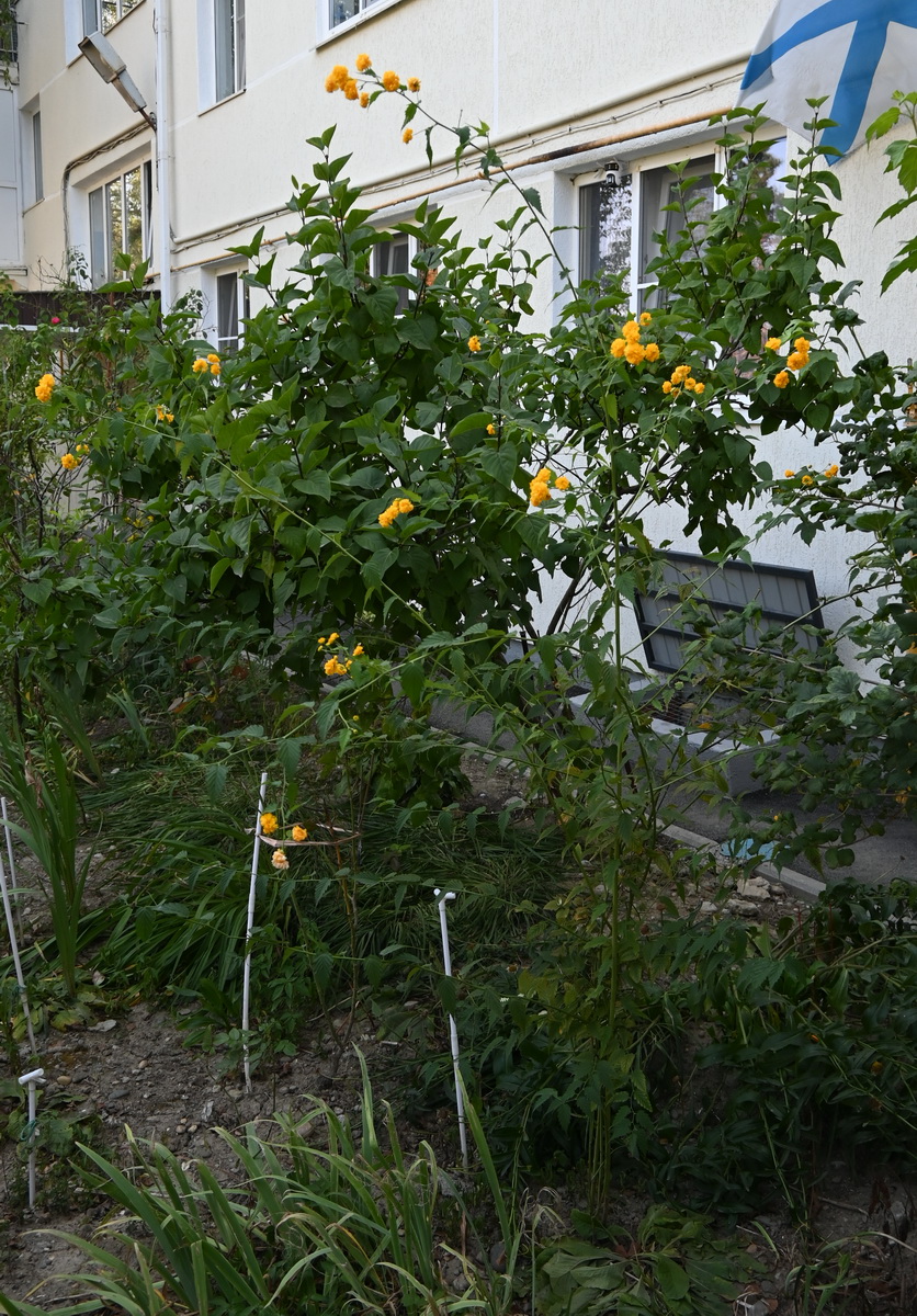 Image of Kerria japonica var. pleniflora specimen.