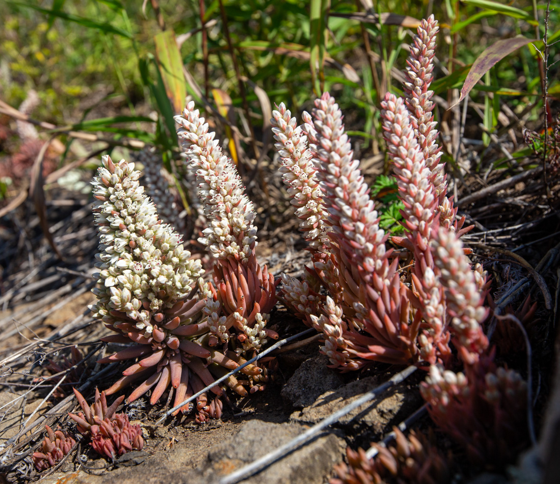 Изображение особи Orostachys erubescens.