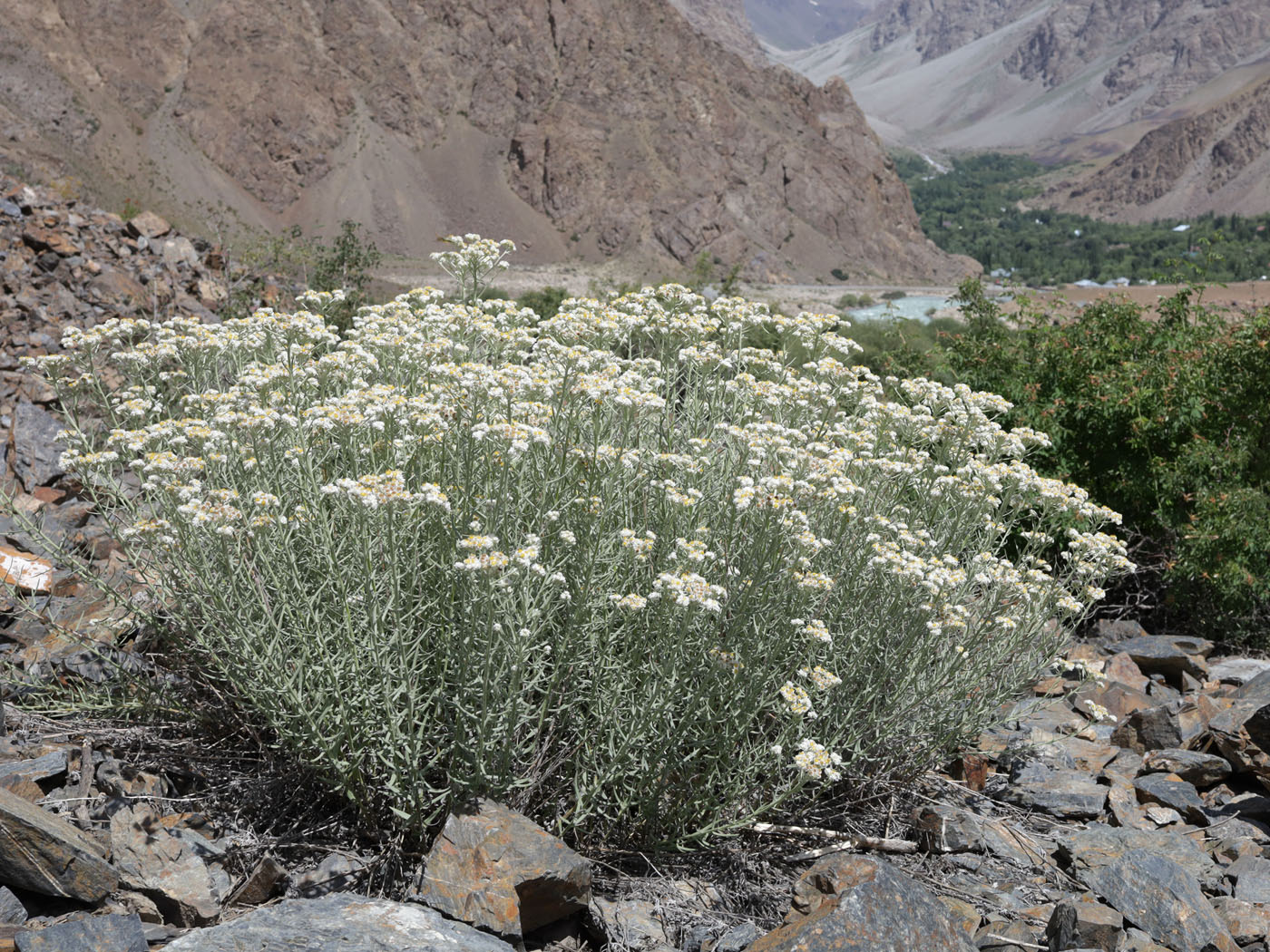 Image of genus Anaphalis specimen.