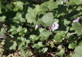 Cymbalaria muralis