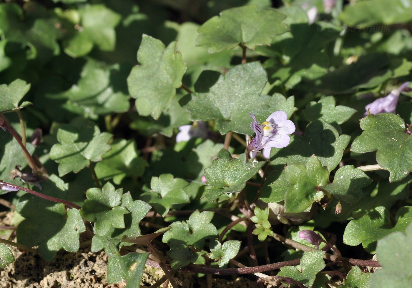 Изображение особи Cymbalaria muralis.