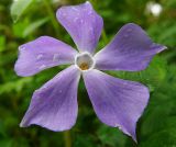 Vinca pubescens