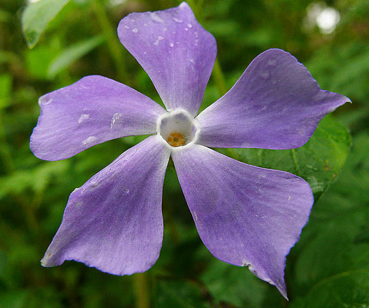 Изображение особи Vinca pubescens.