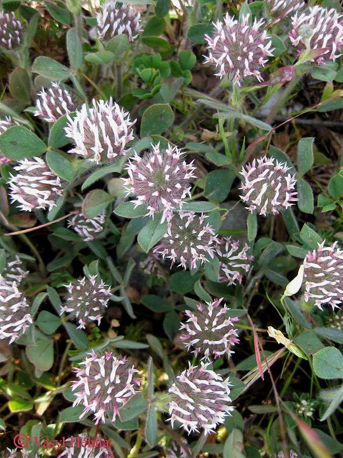 Изображение особи Trifolium hirtum.