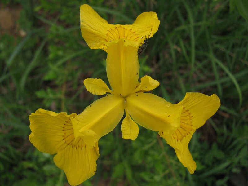 Изображение особи Iris pseudacorus.