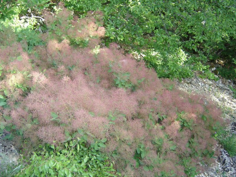 Image of Cotinus coggygria specimen.