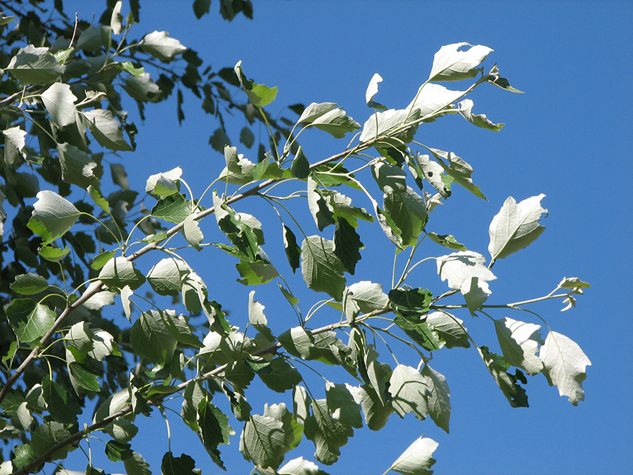 Изображение особи Populus alba.