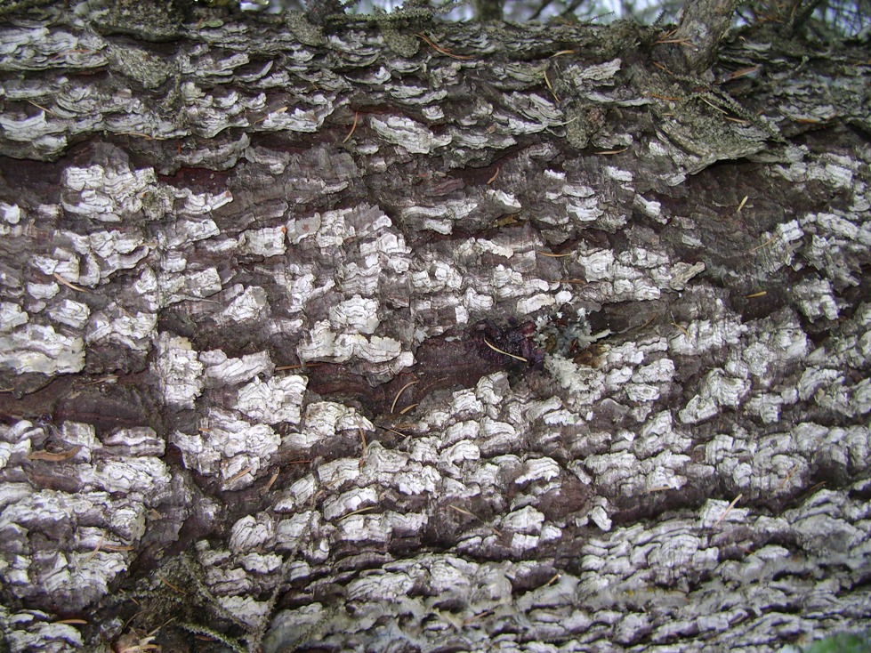 Image of Picea glehnii specimen.