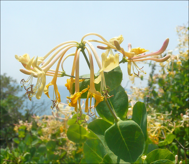 Изображение особи Lonicera etrusca.