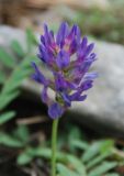 Astragalus adsurgens
