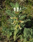 Astragalus nucifer