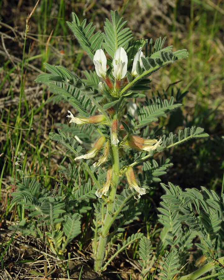 Image of Astragalus nucifer specimen.