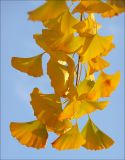 Ginkgo biloba