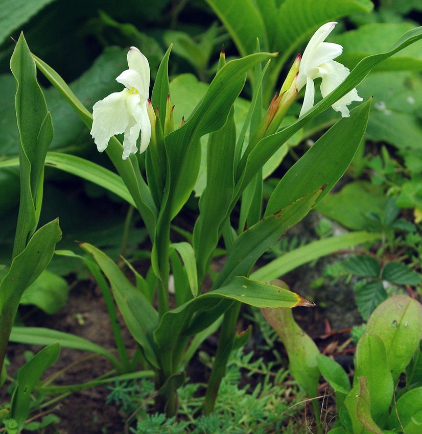 Image of Roscoea cautleyoides specimen.