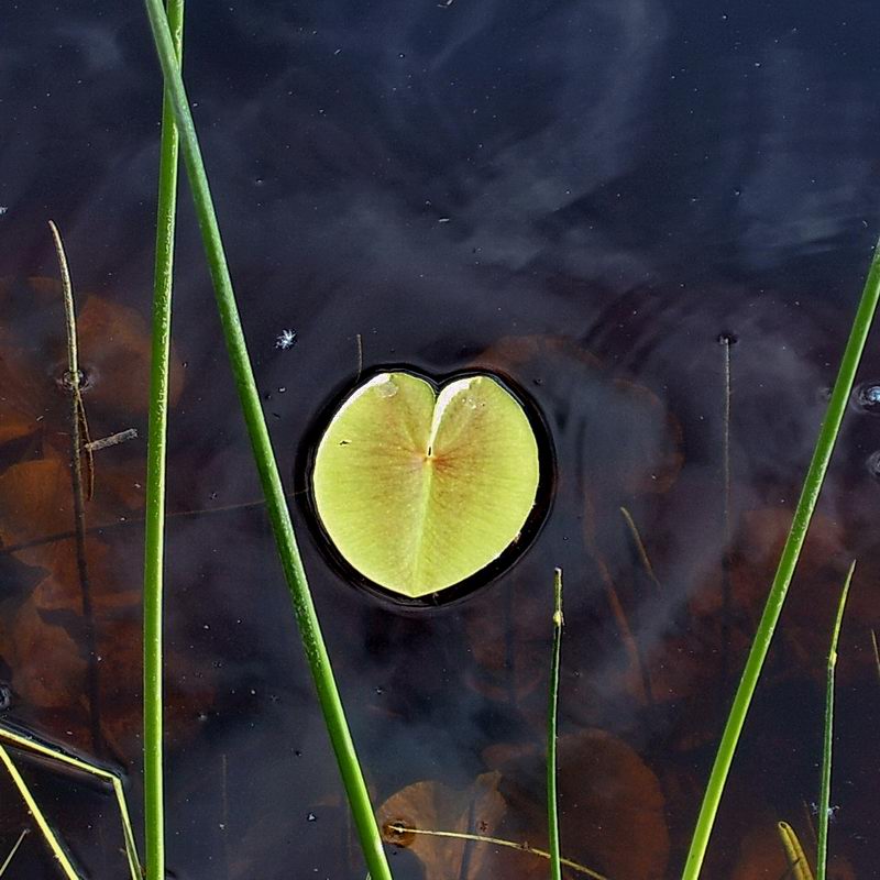 Изображение особи Nuphar pumila.