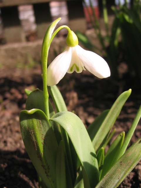 Изображение особи Galanthus bortkewitschianus.